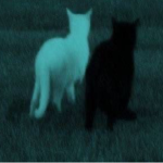 coloured cats