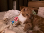 Bloxburg cats