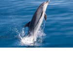 Maui dolphins