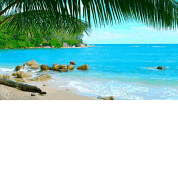 TROPICAL BRAWL 