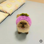 SMlTE