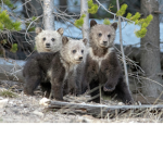 Mini Bear Gang