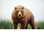 .Bears United.