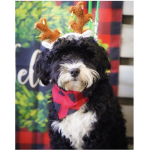 Doggsrule_youdrule