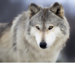 EnchantedIceWolves