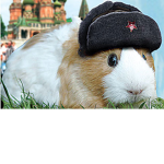 Russian Piggies
