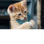 kitten_leah2021!