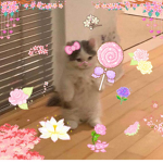S ɴ ᴜ ɢ ɢ ʟ ᴇ $