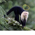 monke.army