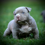Pocket bully