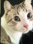 Cat lover z studio