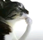 Emikatt