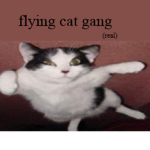 Flying cat gang