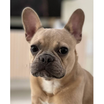 brawl in a KFC-Taco Bell Combo