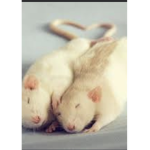 The Rat Lair!!!!