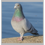 Pigeons will rise