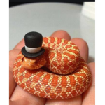 Snake Knot