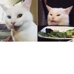 cats glore