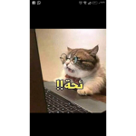 Hello guys 皆さんこんにちは هلا شباب