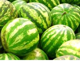 (MR) Melon Training Base
