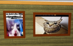 cool cat games :3