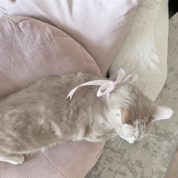 ˚˖ • . ˚ ★ ˖ ۫