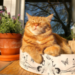 Mittens cloudy land's