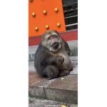 CHUBBY_MONKEY