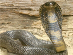 cobra main force