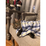 CatsGroup V2