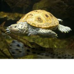 Terrapins Group