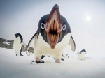 -Penguin Cult-