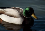 ^Duck Lovers^