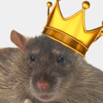 my rat neighbourhood
