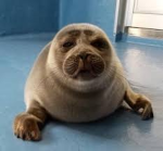 Absolute Sealnema