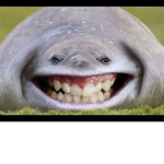 shark bummers