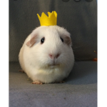 Guinea Pigs United Official