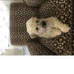 coopy pup