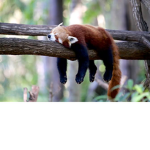 The_Red Panda Army