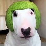 J E E T E R is healthy