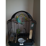 Birds are friends not food