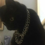 MeowbieMeowber