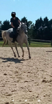 Equine Life