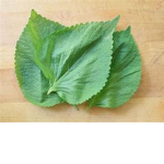 Leaf - Group