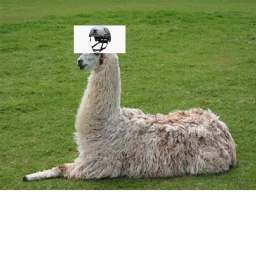 the llama and alpaca military base