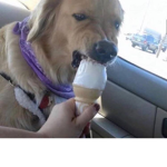 OOF Doggo Inc.