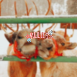 Allies!!