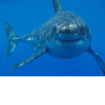 Sharks and sharks