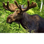 The_Moose_Doctors