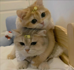 disparity dev team